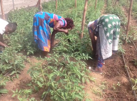 The first tomato plants in Kenya